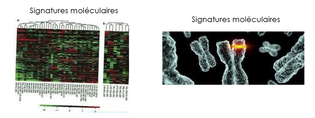 Etude génomique-Signatures moleculaires