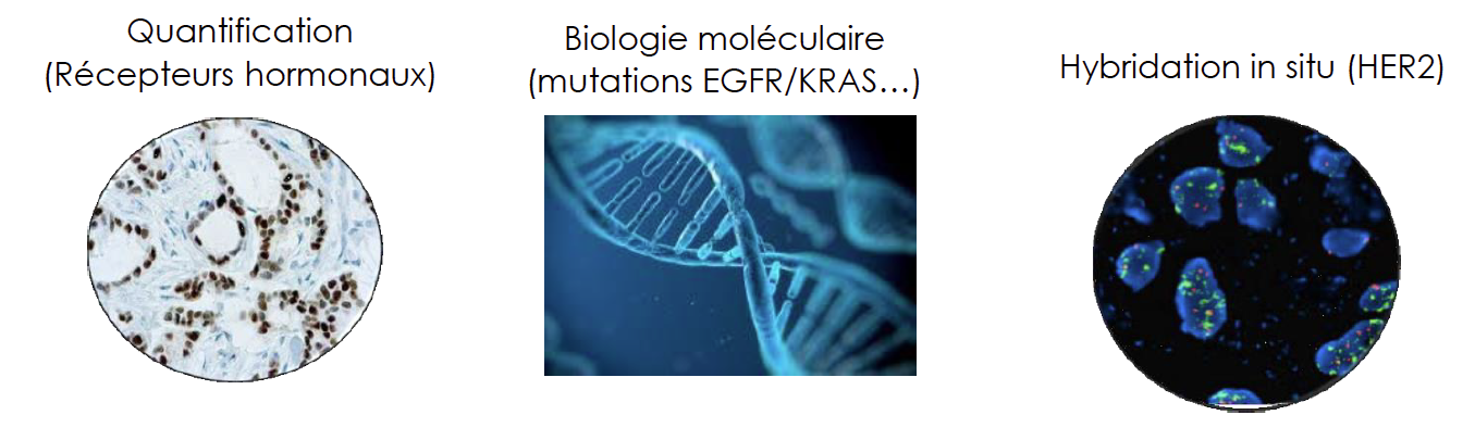 Biopathologie-Quantification-Biologie moleculaire-Hybridation
